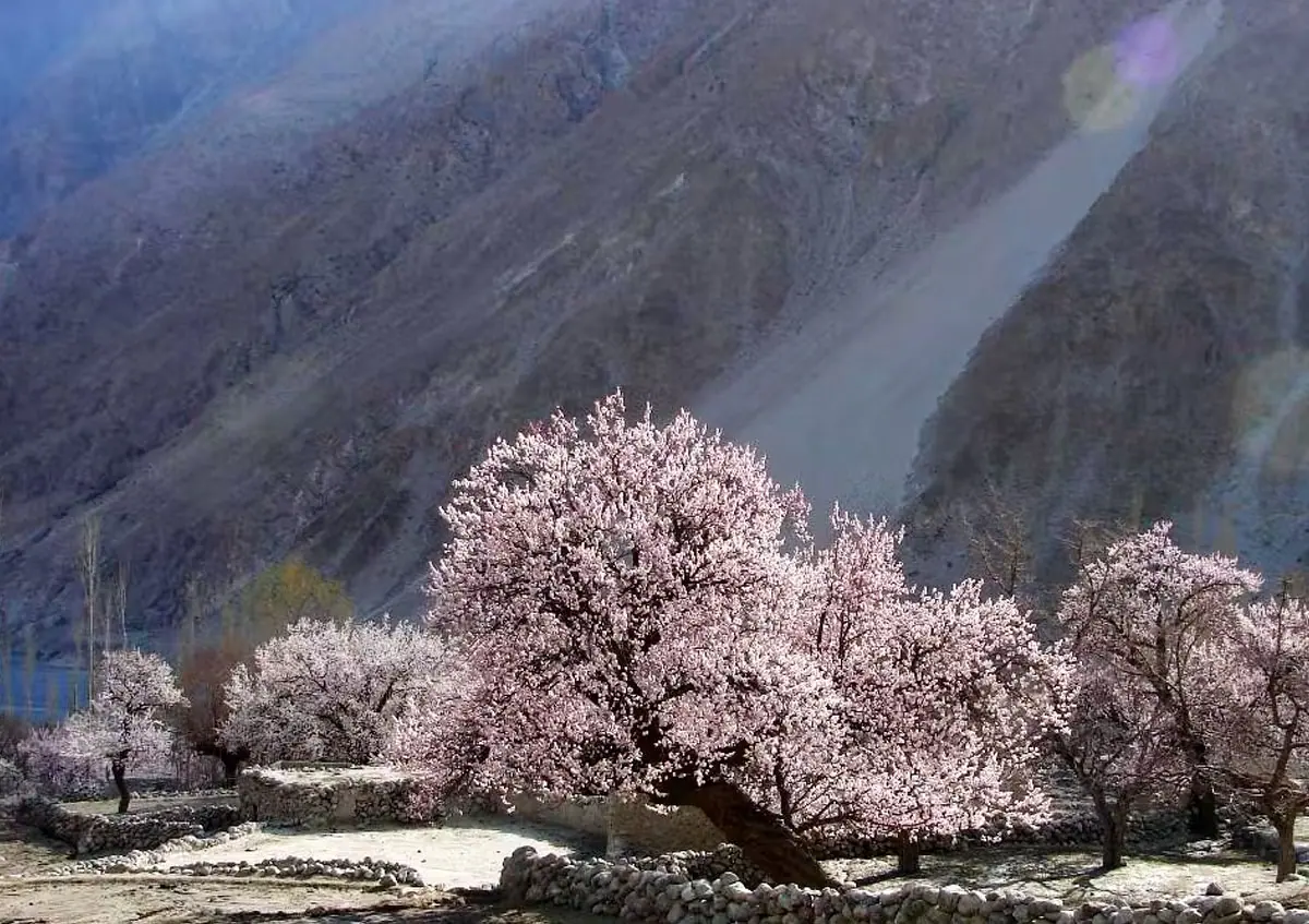 Hunza Apricot Blossom Tour — Tour in Pakistan